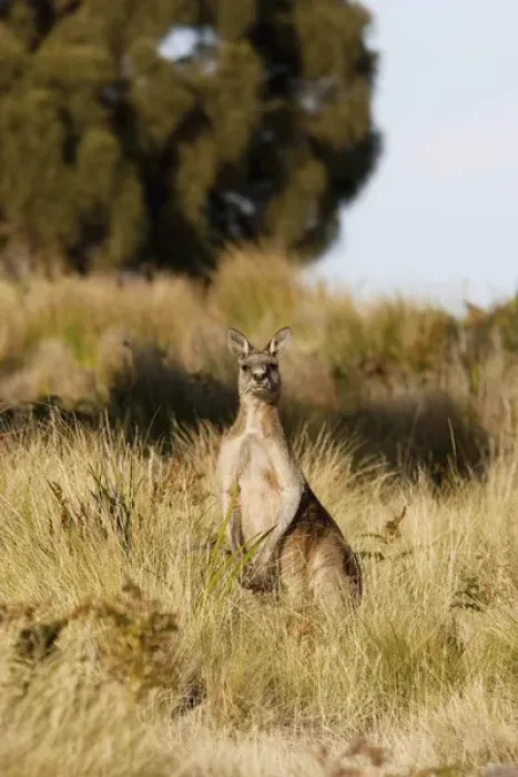 Framed Print : Eastern Grey Kangaroo or Forester Kangaroo (Macropus giganteus), male in bushland Framed Print : Eastern Grey Kangaroo or Forester Kangaroo (Macropus giganteus), male in bushland