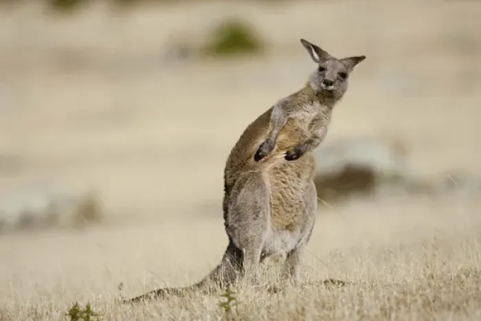 Framed Print : Eastern Grey Kangaroo or Forester Kangaroo (Macropus giganteus), portrait while doing scratching Framed Print : Eastern Grey Kangaroo or Forester Kangaroo (Macropus giganteus), portrait while doing scratching