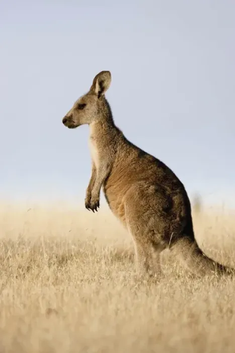 Framed Print : Eastern Grey Kangaroo or Forester Kangaroo (Macropus giganteus), portrait lateral view