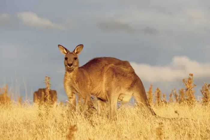 Framed Print : Eastern Grey Kangaroo or Forester Kangaroo (Macropus giganteus), portrait during sunset Framed Print : Eastern Grey Kangaroo or Forester Kangaroo (Macropus giganteus), portrait during sunset