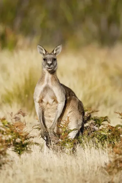 Framed Print : Eastern Grey Kangaroo or Forester Kangaroo (Macropus giganteus), portrait male frontal Framed Print : Eastern Grey Kangaroo or Forester Kangaroo (Macropus giganteus), portrait male frontal