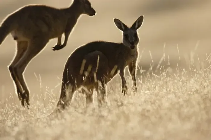 Framed Print : Eastern Grey Kangaroo or Forester Kangaroo (Macropus giganteus), backlight and silhouetted