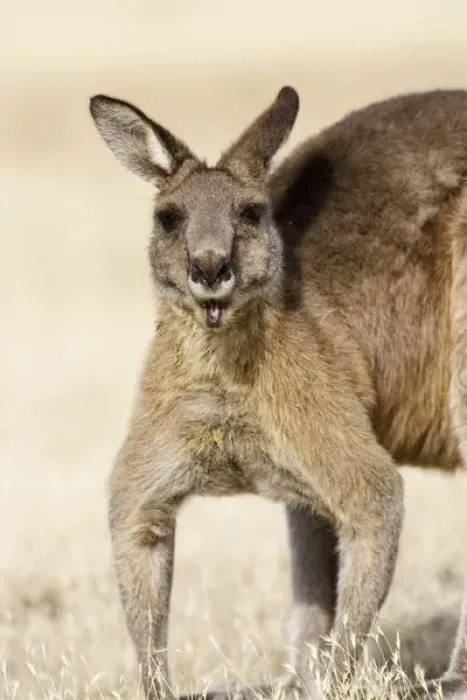 Framed Print : Eastern Grey Kangaroo or Forester Kangaroo (Macropus giganteus), portrait