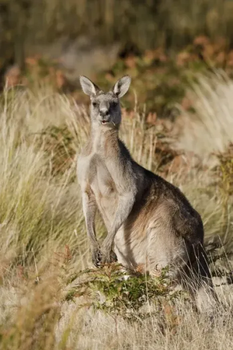 Framed Print : Eastern Grey Kangaroo or Forester Kangaroo (Macropus giganteus), portrait male lateral