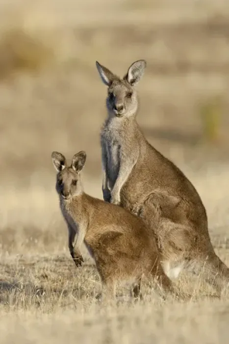 Framed Print : Eastern Grey Kangaroo or Forester Kangaroo (Macropus giganteus), female, mother with Joey Framed Print : Eastern Grey Kangaroo or Forester Kangaroo (Macropus giganteus), female, mother with Joey