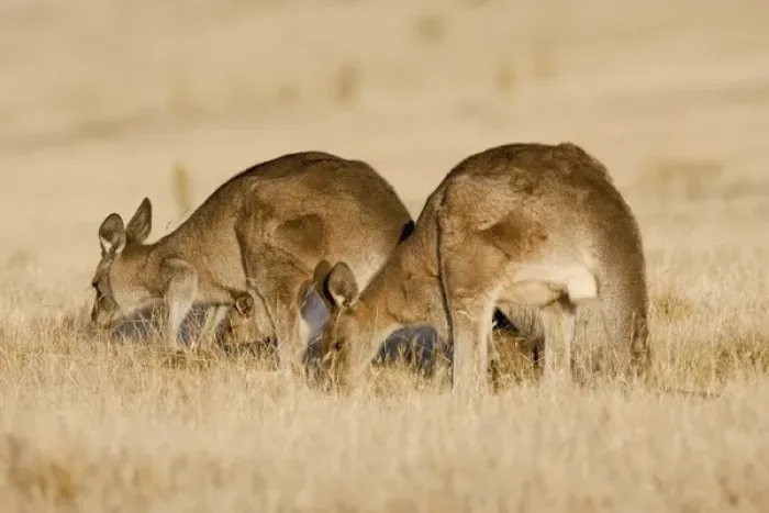 Framed Print : Eastern Grey Kangaroo or Forester Kangaroo (Macropus giganteus), Tasmania, Australia