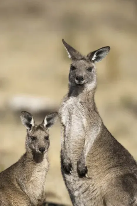 Framed Print : Eastern Grey Kangaroo or Forester Kangaroo (Macropus giganteus), Tasmania, Australia Framed Print : Eastern Grey Kangaroo or Forester Kangaroo (Macropus giganteus), Tasmania, Australia