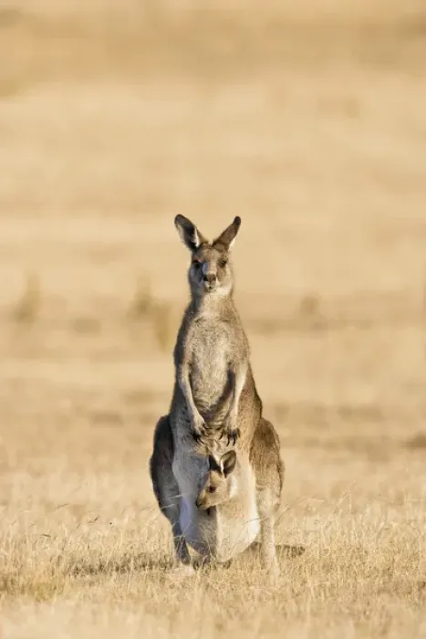 Framed Print : Eastern Grey Kangaroo or Forester Kangaroo (Macropus giganteus), Tasmania, Australia Framed Print : Eastern Grey Kangaroo or Forester Kangaroo (Macropus giganteus), Tasmania, Australia