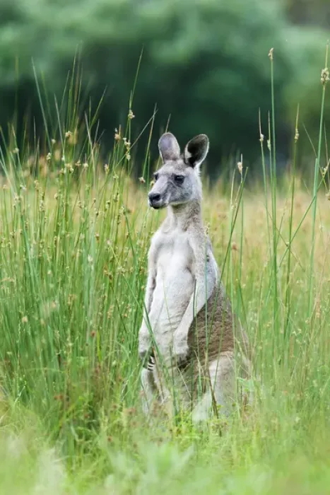 Framed Print : Eastern grey kangaroo (Macropus giganteus), Australia Framed Print : Eastern grey kangaroo (Macropus giganteus), Australia