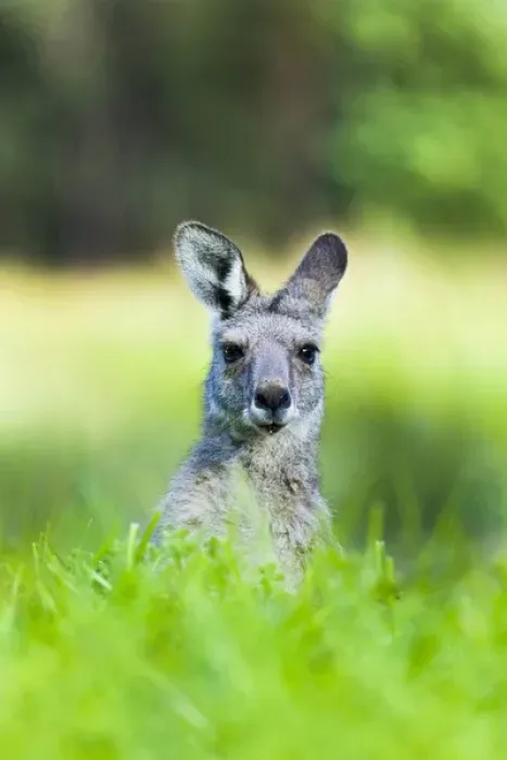 Framed Print : Eastern grey kangaroo (Macropus giganteus), Australia Framed Print : Eastern grey kangaroo (Macropus giganteus), Australia