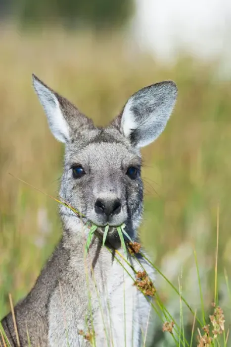 Framed Print : Eastern grey kangaroo (Macropus giganteus), Australia Framed Print : Eastern grey kangaroo (Macropus giganteus), Australia