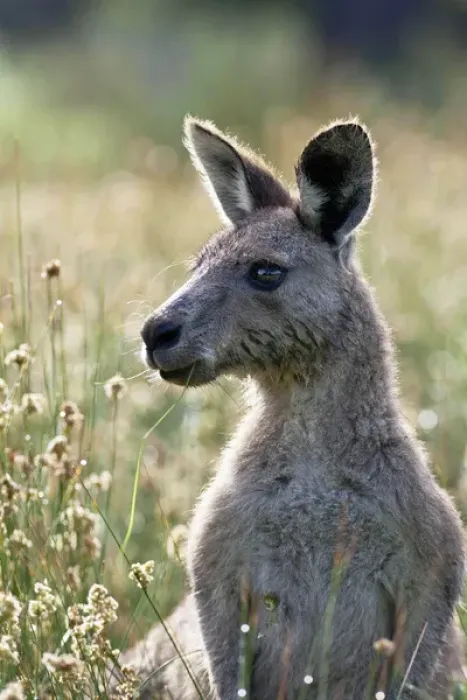 Framed Print : Eastern grey kangaroo (Macropus giganteus), Australia