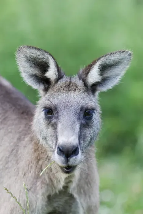 Framed Print : Eastern grey kangaroo (Macropus giganteus), Australia Framed Print : Eastern grey kangaroo (Macropus giganteus), Australia