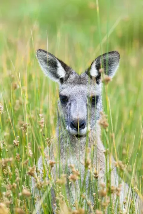 Framed Print : Eastern grey kangaroo (Macropus giganteus), Australia Framed Print : Eastern grey kangaroo (Macropus giganteus), Australia