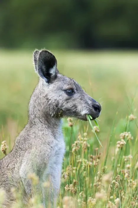 Framed Print : Eastern grey kangaroo (Macropus giganteus), Australia