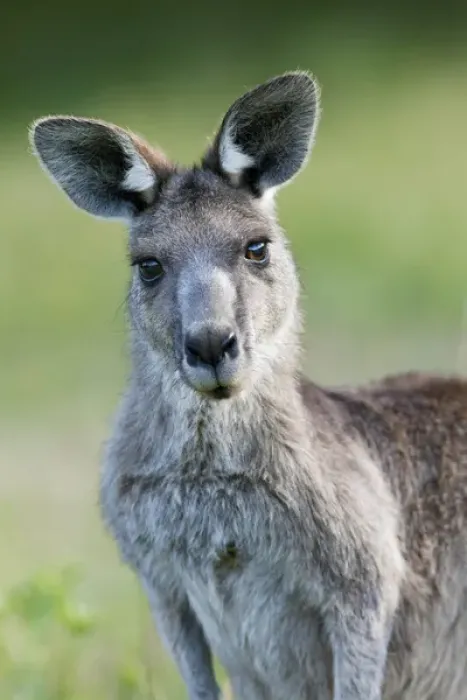Framed Print : Eastern grey kangaroo (Macropus giganteus), Australia Framed Print : Eastern grey kangaroo (Macropus giganteus), Australia