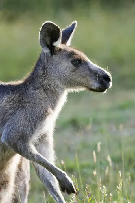 Framed Print : Eastern grey kangaroo (Macropus giganteus), Australia