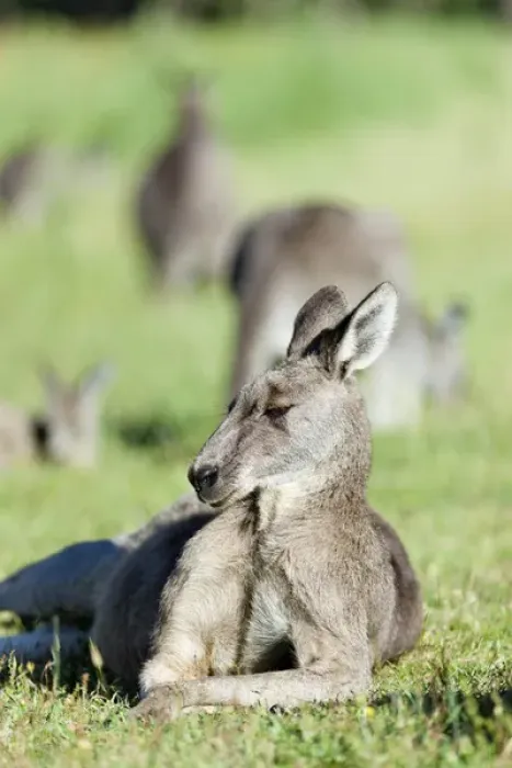 Framed Print : Eastern grey kangaroo (Macropus giganteus), Australia Framed Print : Eastern grey kangaroo (Macropus giganteus), Australia
