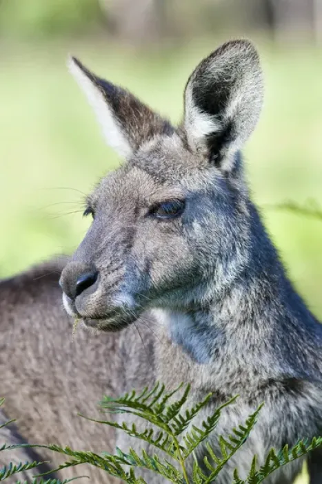 Framed Print : Eastern grey kangaroo (Macropus giganteus), Australia