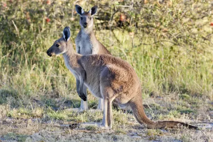 Framed Print : Eastern grey kangaroo (Macropus giganteus), Australia