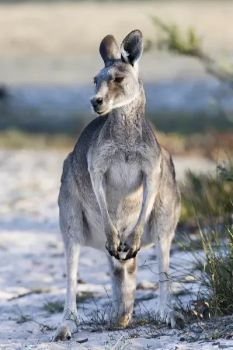 Framed Print : Eastern grey kangaroo (Macropus giganteus), Australia Framed Print : Eastern grey kangaroo (Macropus giganteus), Australia