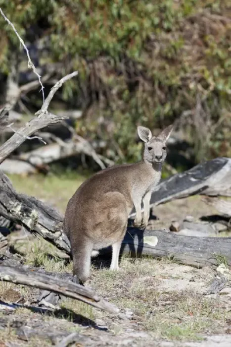 Framed Print : Eastern grey kangaroo (Macropus giganteus), Australia Framed Print : Eastern grey kangaroo (Macropus giganteus), Australia
