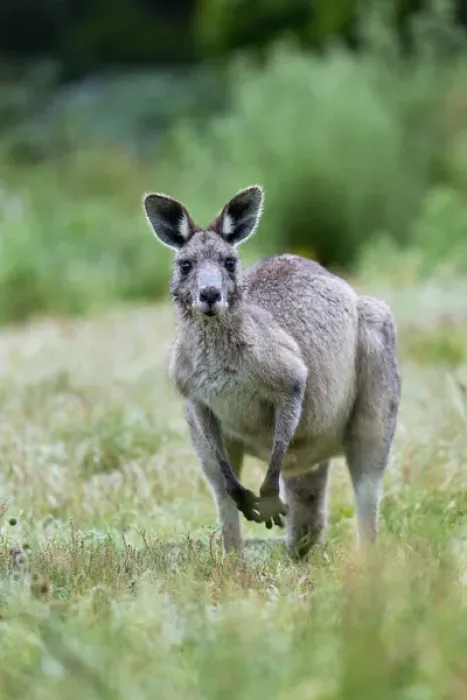 Framed Print : Eastern grey kangaroo (Macropus giganteus), Australia