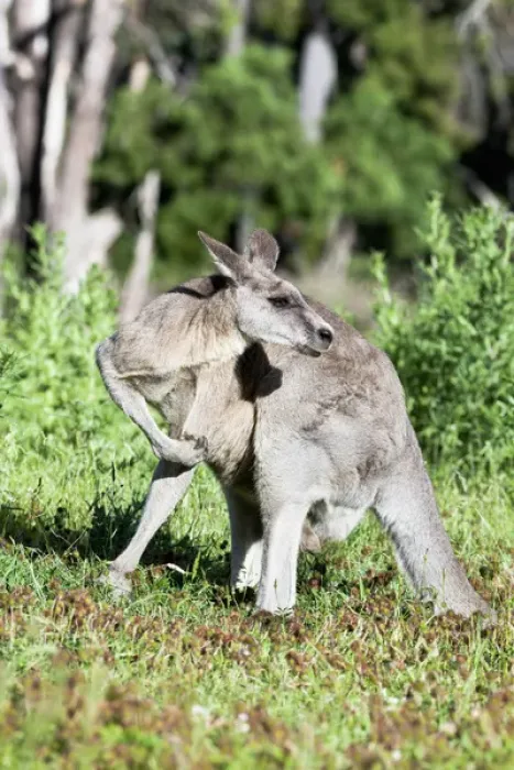 Framed Print : Eastern grey kangaroo (Macropus giganteus), Australia