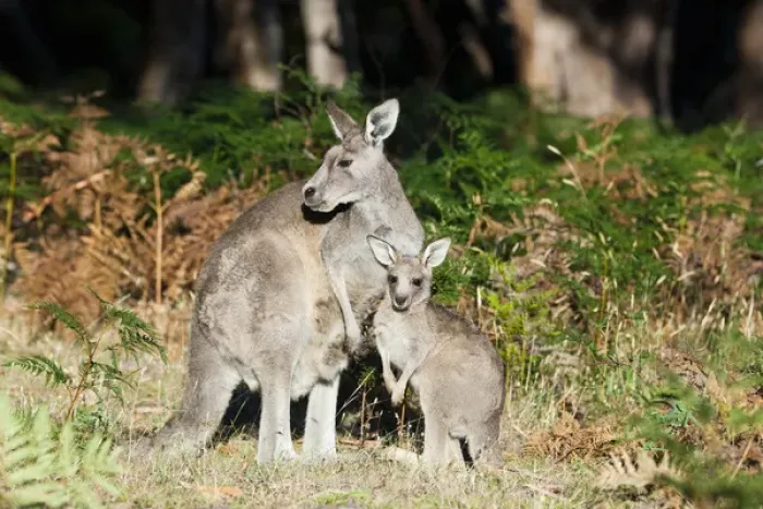 Framed Print : Eastern grey kangaroo (Macropus giganteus), Australia