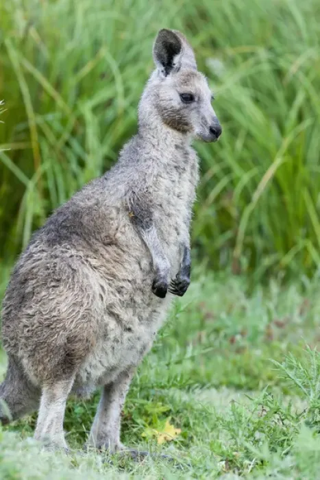 Framed Print : Eastern grey kangaroo (Macropus giganteus), Australia Framed Print : Eastern grey kangaroo (Macropus giganteus), Australia