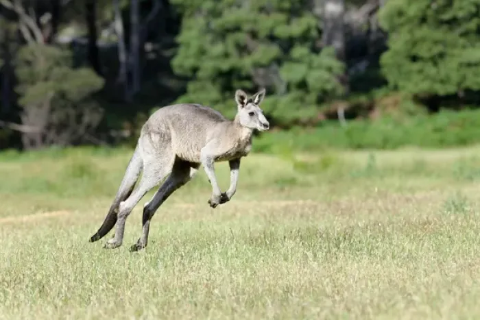 Framed Print : Eastern grey kangaroo (Macropus giganteus), Australia Framed Print : Eastern grey kangaroo (Macropus giganteus), Australia