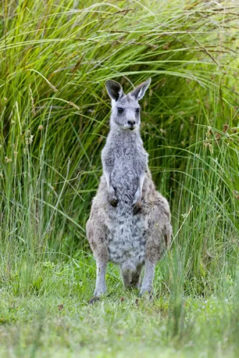 Framed Print : Eastern grey kangaroo (Macropus giganteus), Australia