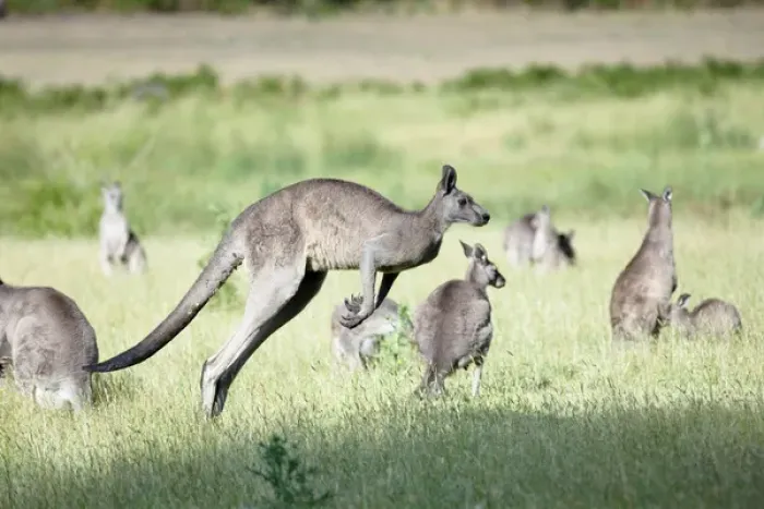 Framed Print : Eastern grey kangaroo (Macropus giganteus), Australia