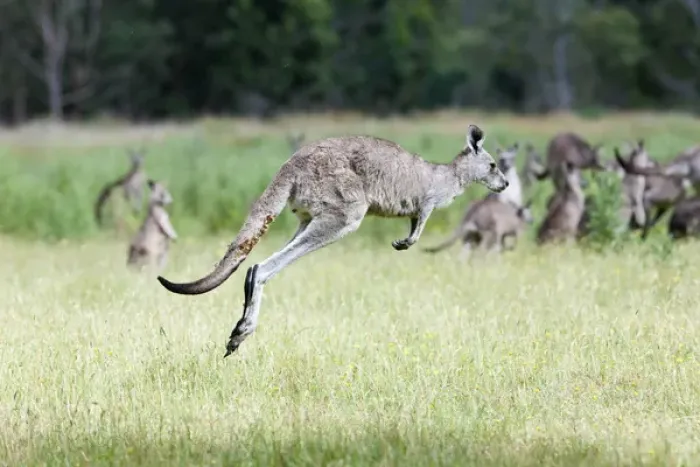 Framed Print : Eastern grey kangaroo (Macropus giganteus), Australia