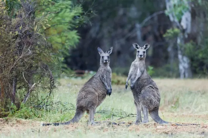 Framed Print : Eastern grey kangaroo (Macropus giganteus), Australia