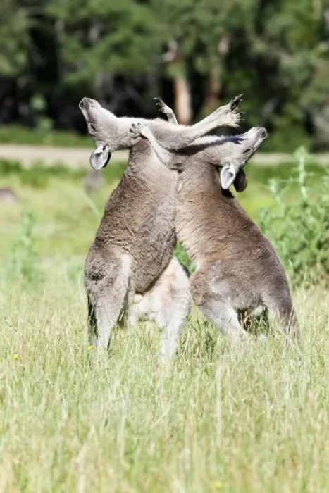 Framed Print : Eastern grey kangaroo (Macropus giganteus), Australia