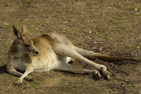 Eastern Grey Kangaroo (Macropus giganteus) CAPTIVE Queensland. AUSTRALIA