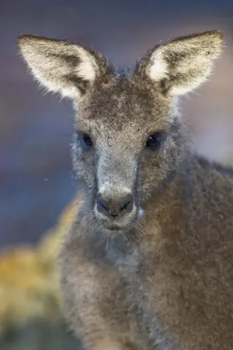 Framed Print : The Eastern Grey Kangaroo (Macropus giganteus) is a marsupial found in southern