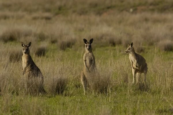 Eastern Grey Kangaroos (Macropus giganteus) Queensland. AUSTRALIA