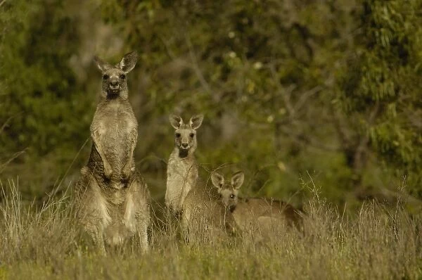 Eastern Grey Kangaroos (Macropus giganteus) at Lake Glenbawn in the Upper Hunter Valley