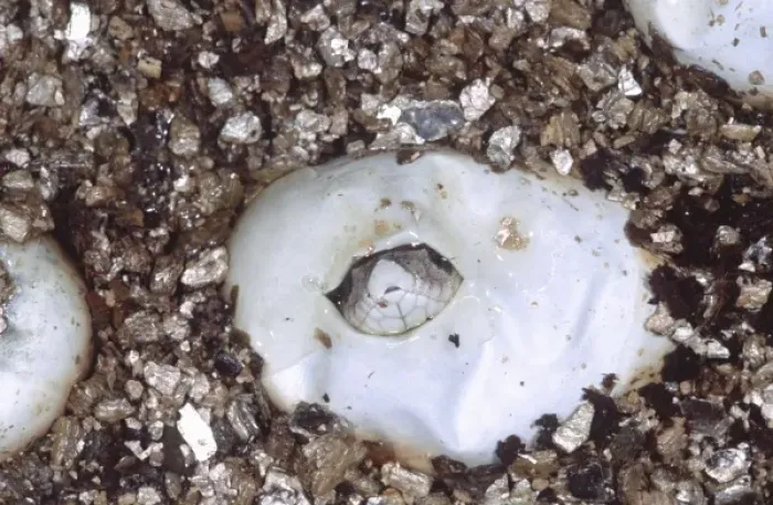 Framed Print : Eastern Hognose Snake Hatching, Heterodon platyrhinos, Native to south Eastern US