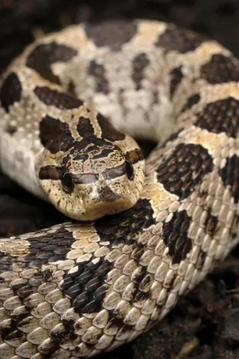 Framed Print : Eastern hognose snake, Heterodon platirhinos, controlled, Central Florida