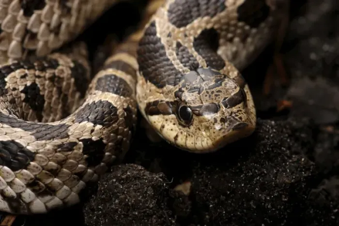 Framed Print : Eastern hognose snake, Heterodon platirhinos, controlled, Central Florida