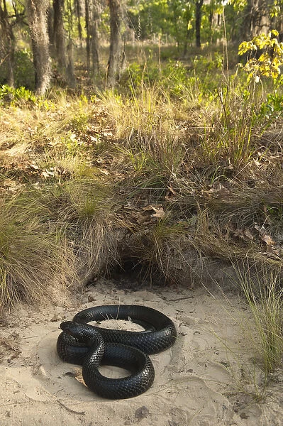 Eastern Indigo Snake (Drymarchon couperi) at Gopher Tortoise burrow CAPTIVE