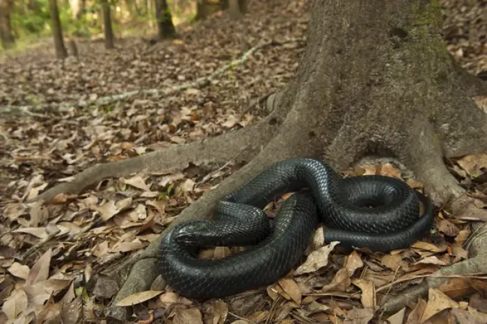 Framed Print : Eastern Indigo Snake (Drymarchon couperi) CAPTIVE The Orianne Indigo Snake Preserve