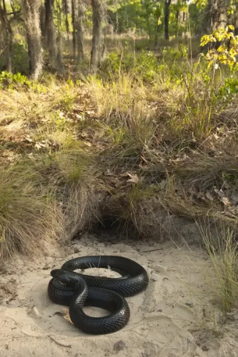 Framed Print : Eastern Indigo Snake (Drymarchon couperi) at Gopher Tortoise burrow CAPTIVE