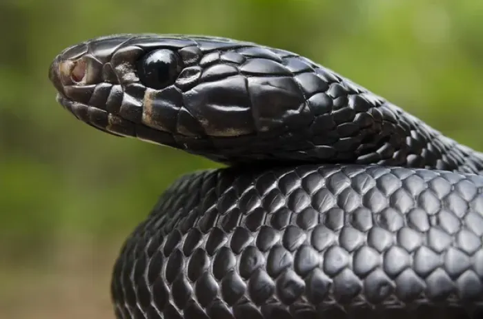 Framed Print : Eastern Indigo Snake (Drymarchon couperi) Juvenile CAPTIVE The Orianne Indigo