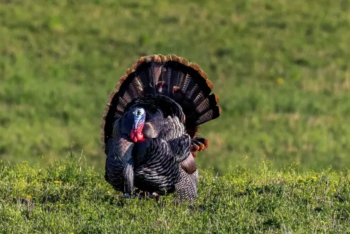 Framed Print : Eastern male wild tom turkey in breeding plumage near Whitefish, Montana, USA. (Editorial Use Only)