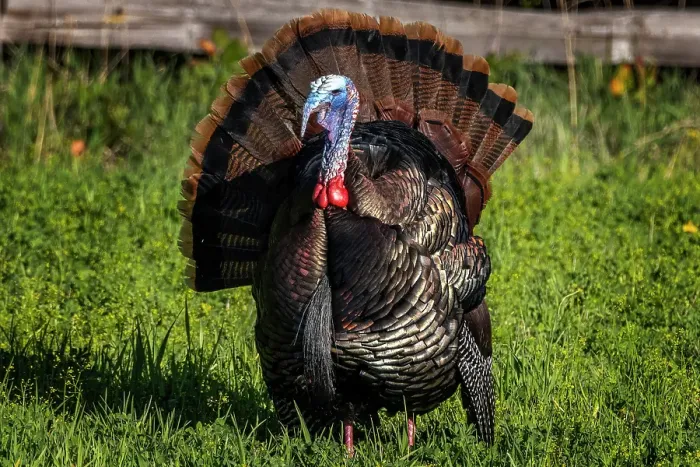 Framed Print : Eastern male wild tom turkey in breeding plumage near Whitefish, Montana, USA. (Editorial Use Only) Framed Print : Eastern male wild tom turkey in breeding plumage near Whitefish, Montana, USA. (Editorial Use Only)