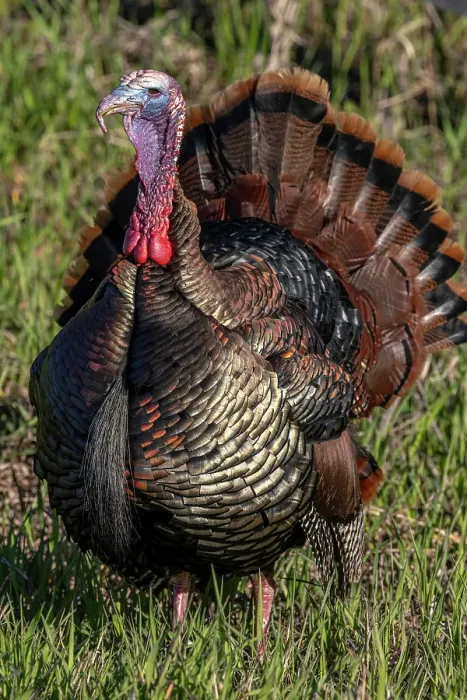 Framed Print : Eastern male wild tom turkey in breeding plumage near Whitefish, Montana, USA. (Editorial Use Only) Framed Print : Eastern male wild tom turkey in breeding plumage near Whitefish, Montana, USA. (Editorial Use Only)